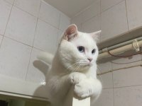 Erkek british shorthair kedimize çiftleştirmek için dişi