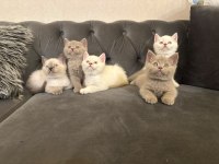 British Shorthair Yavrularımız @petclubadanaa