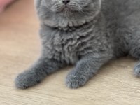 Minik Bebek Kediler Yeni Yuvalarına Gitmeye Hazır