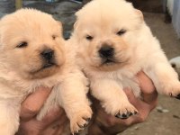 Sağlık ve ırk garantili chow chow yavrularımız