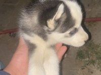 Safkan husky sibirya kurdumuz