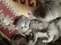 24 mart doğumlu british shorthair kedisi