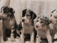 DANUA GREAT DANE YAVRULARI SAFKAN