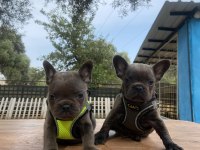 Premium Kalite French Bulldog Yavrusu