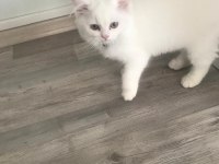 British longhair kedisi