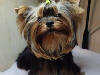 Mini erkek yavru yorkshire terrier