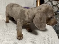 NADİR BULUNAN RENK VE KALİTEDE DACHSHUND (SOSİS) YAVRULAR