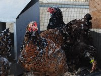 PORSELEN BRAHMA KULUÇKALIK YUMURTA & CİVCİV