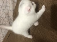Scottish fold yavrularımız sahiplendirilecektir