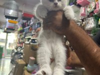 Safkan british shorthair ayı surat bebek