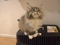 İlloai ve Arthur maine coon yavruları hepsi şampiyon adayı