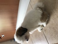 Shih tzu aslan