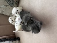British longhair ve shorthair yavrular