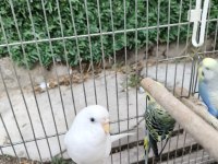 HER ÇEŞİT KUŞLARIMIZ MEVCUT MUHABBET
