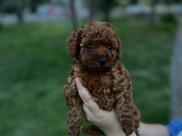 Teacup erkek-dişi poodle