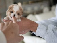 Yarışma Düzeyi Kore Micro Boy Maltipoo Cindy