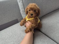 İZMİR GÜZEL POODLE YAVRULAR