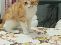 Tekir 5 aylık ücretsiz sahiplendirme
