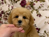 MALTİPOO DİŞİ ERKEK YAVRULARIMIZ