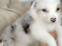 Efsane border collie yavrular