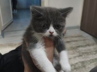 3 Temmuz Doğumlu Dişi Exotic Shorthair