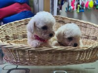 Orjinal bichon FRİSE yavrularımız