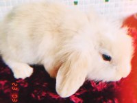 Lop Tavşanı