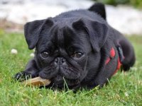 Pug yavruları