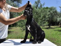 şecere belgeli ırk ve sağlık garantili cane corso yavrular