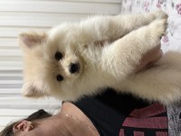 Pomeranian Köpeğimiz