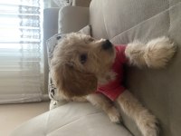 Poodle ve golden karışımı goldendoodle bebeğimiz