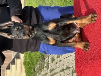 Show Kalite Safkan Doberman Yavruları
