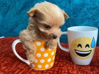 Cep Boy Maltipoo Yavrular
