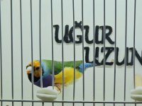 Gökkuşağı ispinozu (Gouldian Finch) mevcuttur