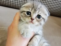 Neşe kaynağı oyuncu scottish fold yavru kedimiz