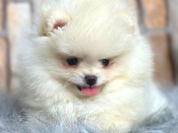 Ayı Surat pomeranian boo
