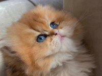 Longhair Golden yavrularımız yeni ailelerini bekliyor