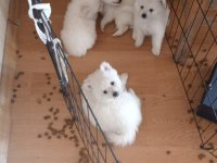 Pomeranian Spitz Yavrular Irk Sağlık Garantili