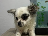 Longhair chihuahua 16 haziran doğumlu dişi