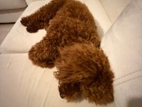 Toy poodle oğlumuz 10 aylık