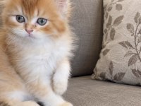 British Longhair Golden Ny Dişi Erkek Kardeşler