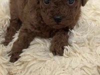 Toy Poodle Yavrular