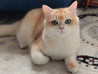 British golden full şecereli erkek sevimli dost canlısı