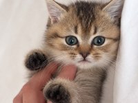 3 Aylık Dişi British Shorthair Yavru