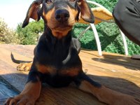 Asil siyah yavru doberman