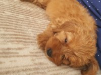 2 Aylık Dişi Maltipoo
