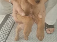 2 Aylık Dişi Poodle