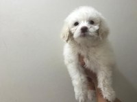Maltese terrier bebekler