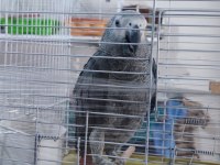 11 aylık bileziksiz yavru jako papağanı