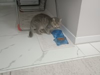 1 yaşında british shorthair